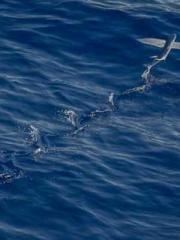 lt;lt;Legend of Yunx