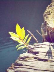 Home-to-door son-in-