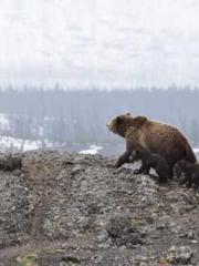 Transmigration: Feel